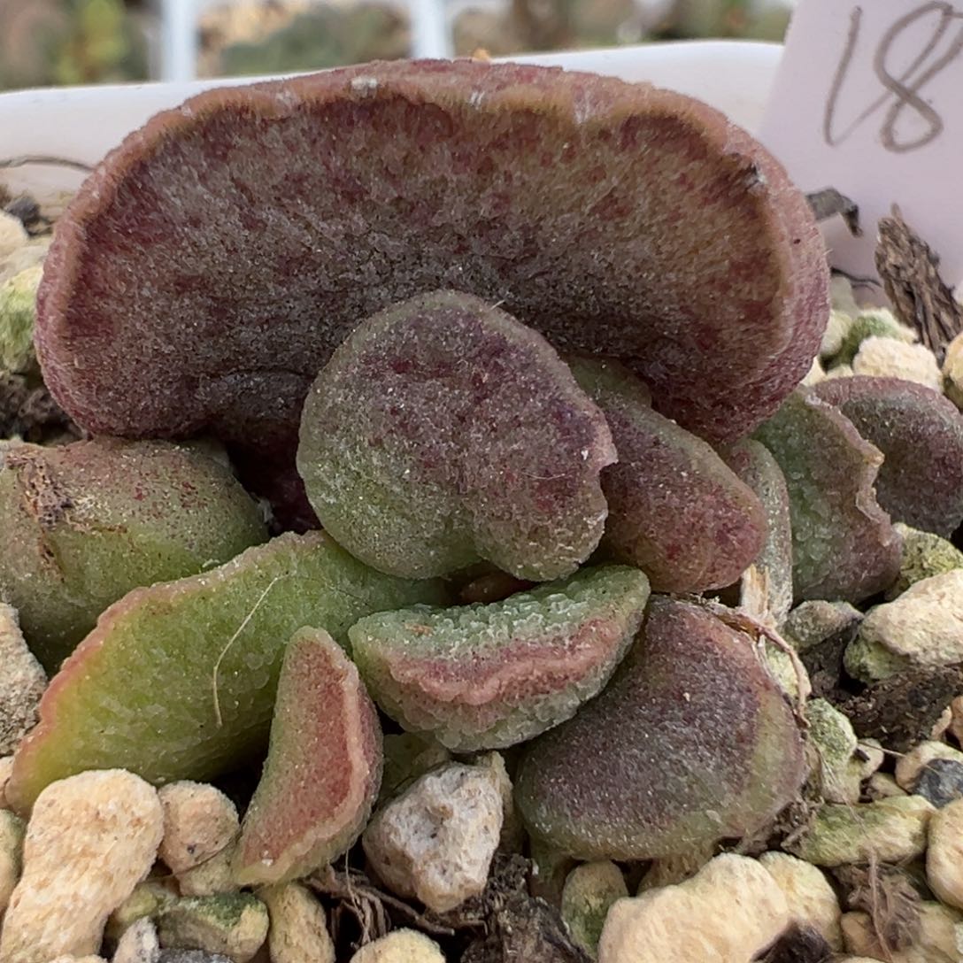 花斑款实生新品大苗多肉植物