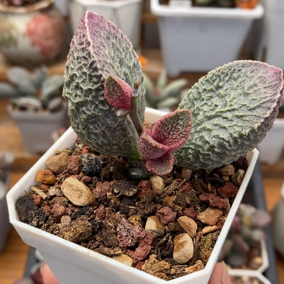 哈默猪肝水泡多肉植物