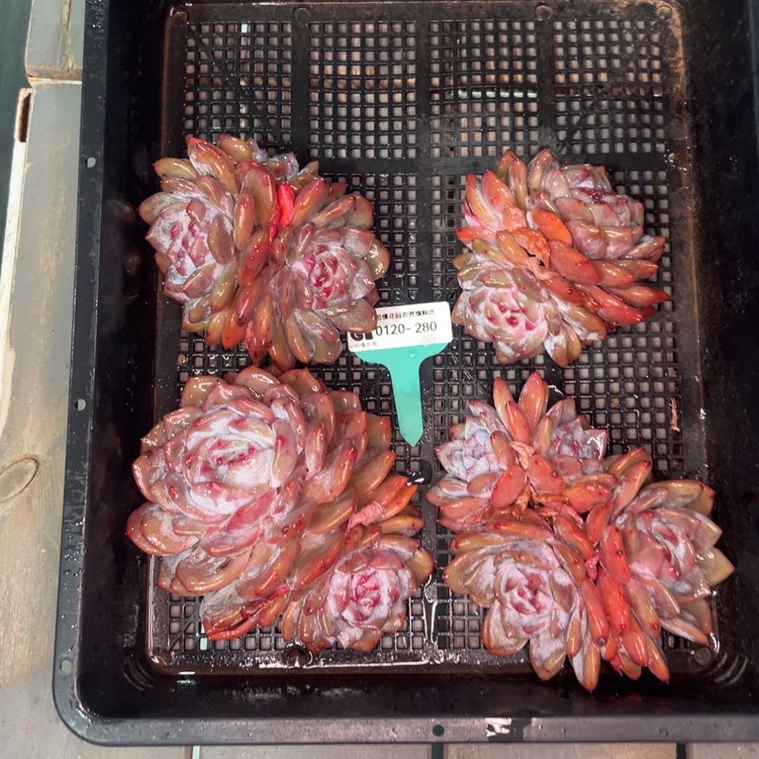 从前慢多肉精选编号0120.288