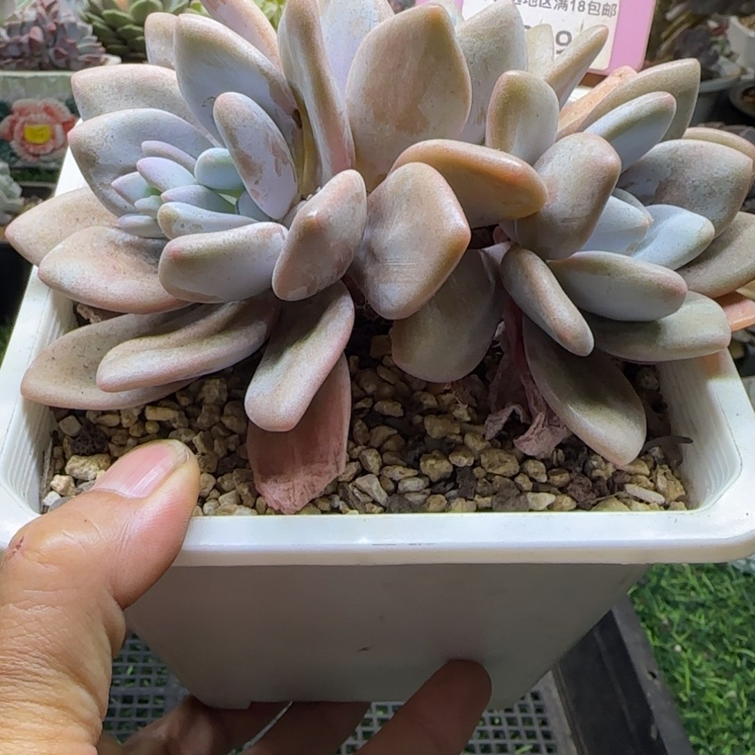 锦安精品多肉植物219