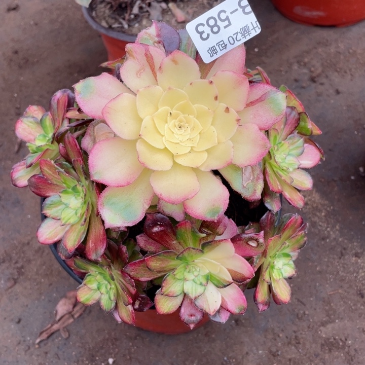 583龙鳞多肉11344678多肉