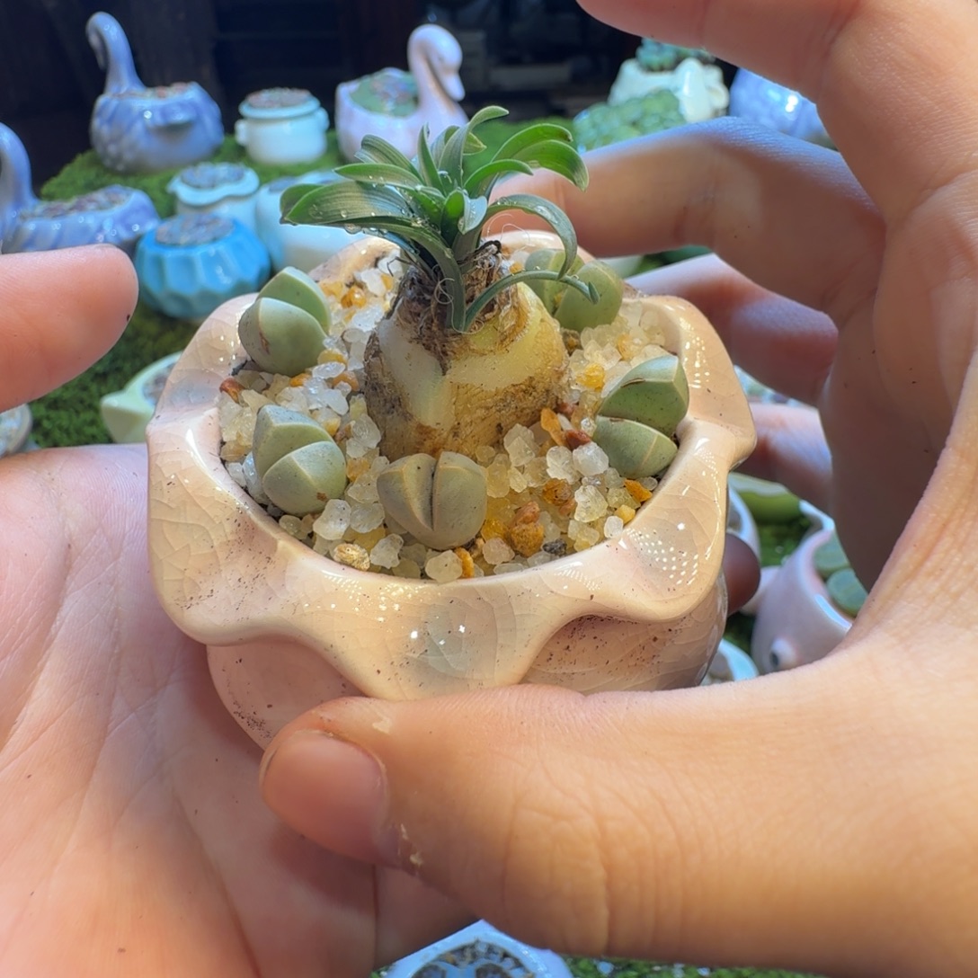 芳***多肉植物和植物823