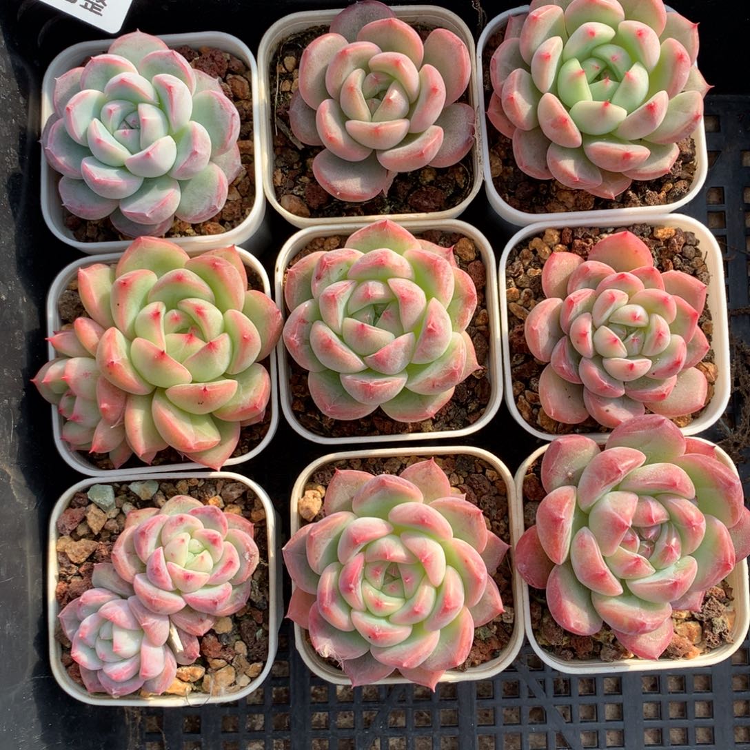 1128-07 套餐一组