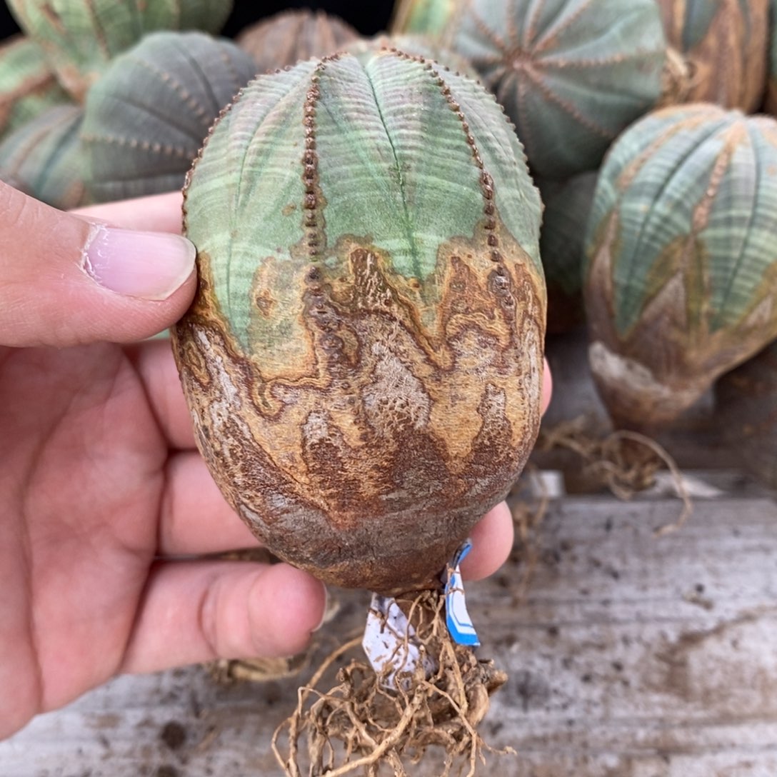 11 欧系实生布纹球多肉植物