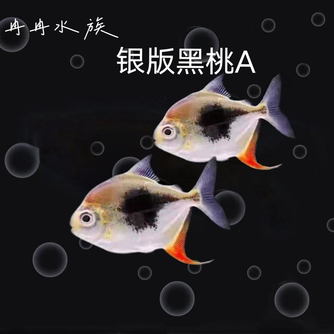银版黑桃A活体热带观赏鱼