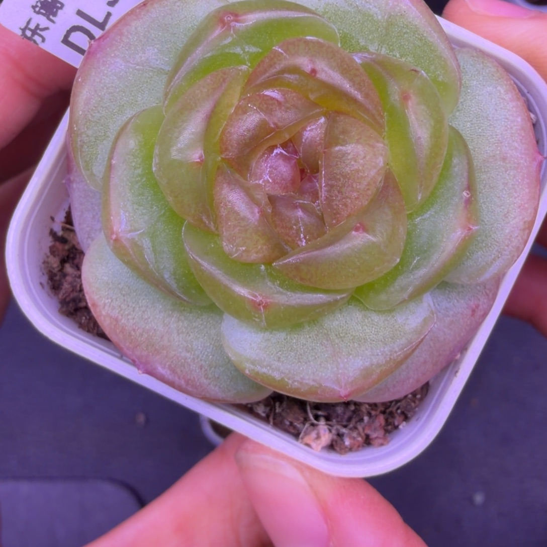 东篱下多肉哈哈哈32