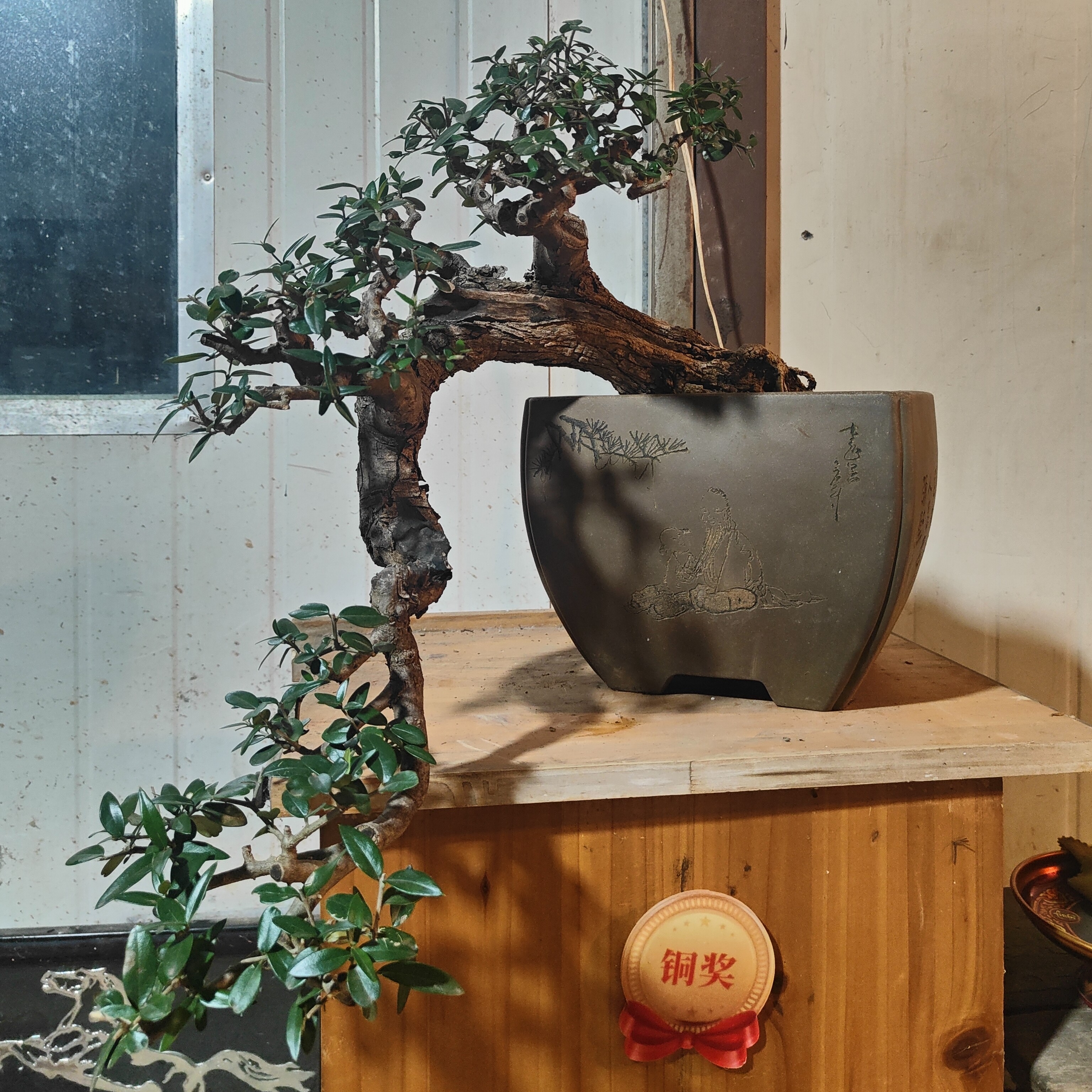 谢胡子盆景尖叶木樨榄老桩盆景