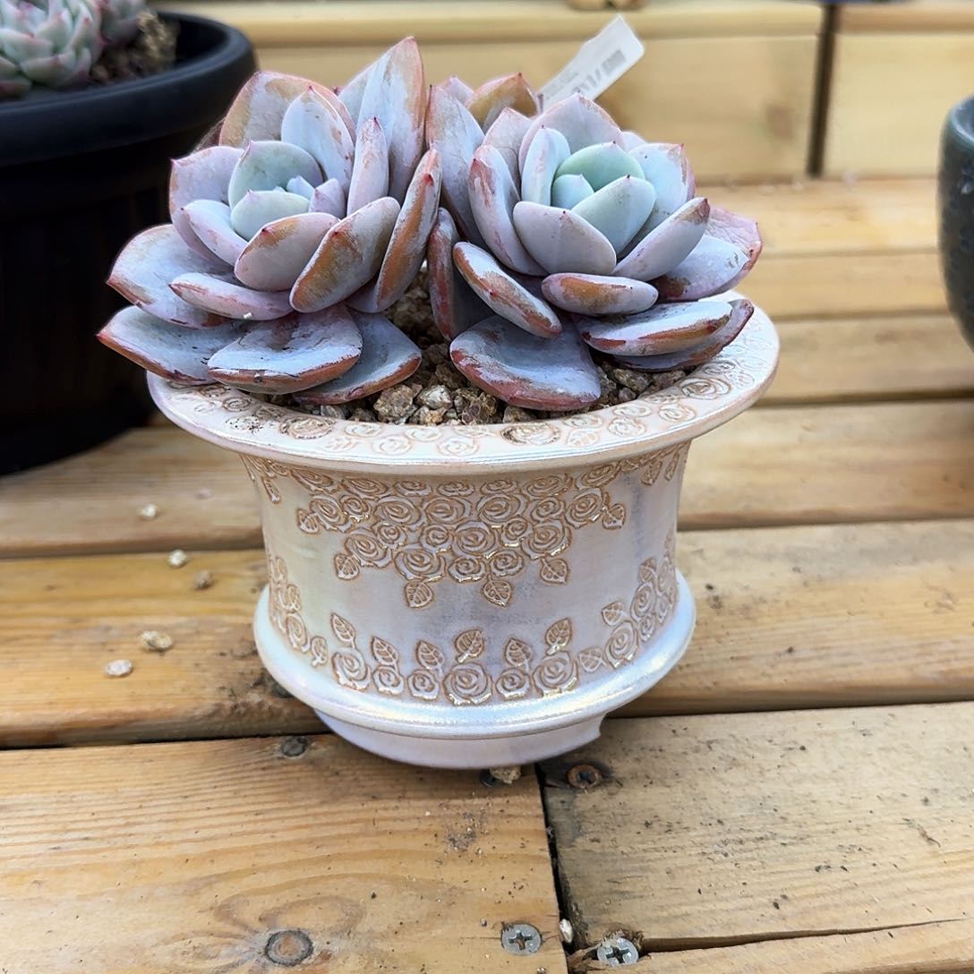 一*鱼多肉植物奶茶三头➕东云烧盆已上桌