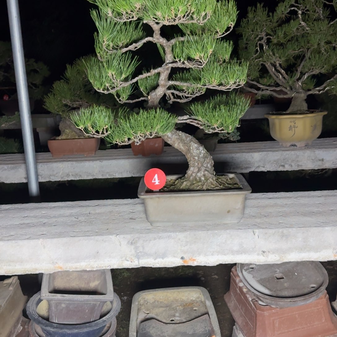 卖***柴无花朵松树松树松树松树