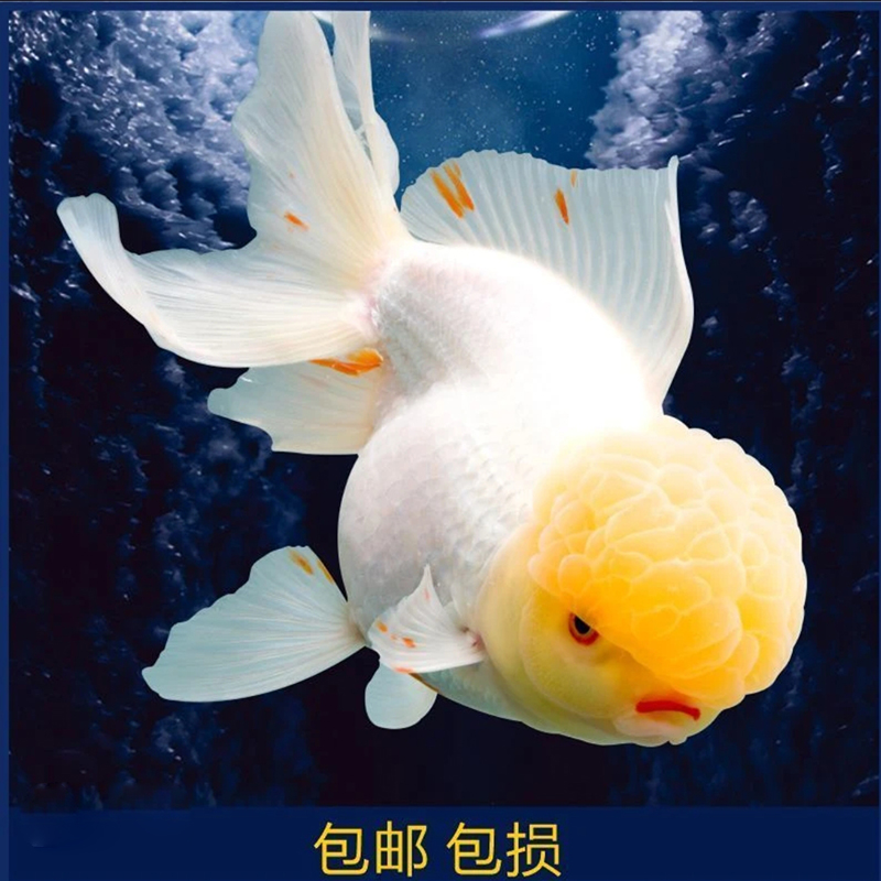 （图片仅供参考 直播间选鱼）活体精品泰狮 精品金鱼 观赏鱼