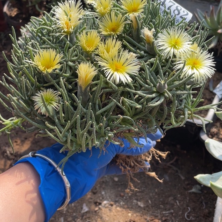 782号天赐多肉植物