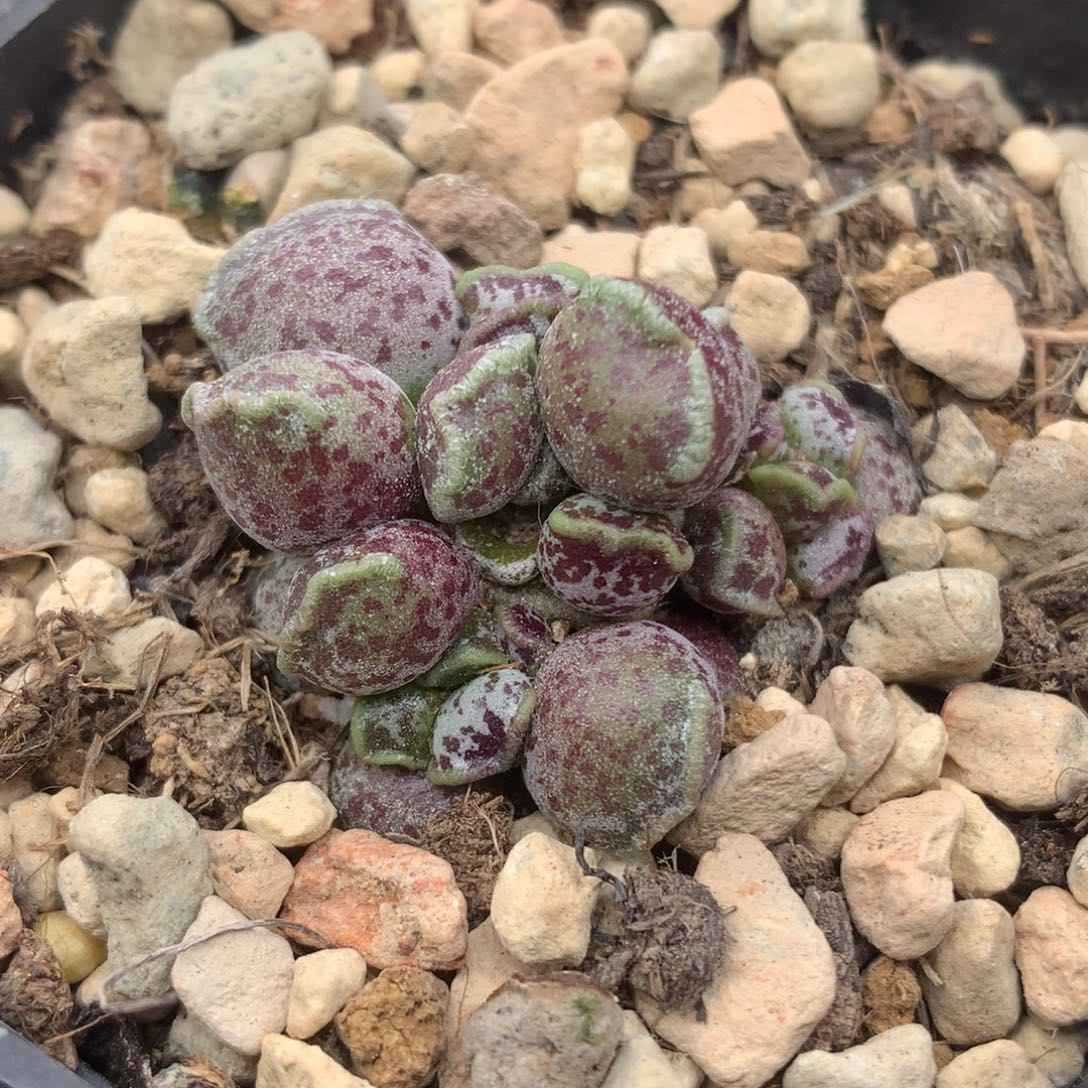 丸叶达摩海豹一物一拍
