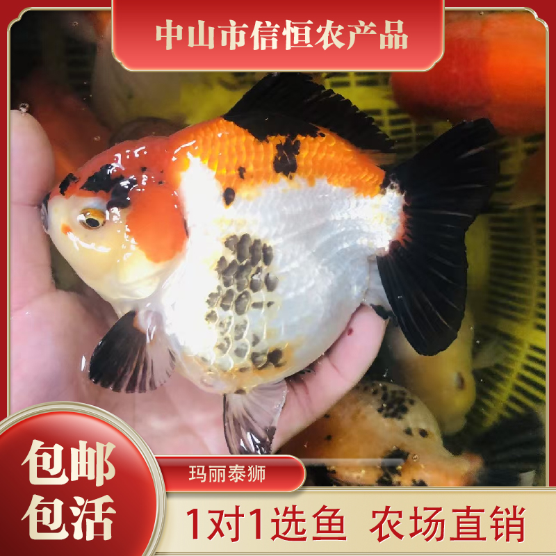 新品大体百褶将军短尾将军玛丽泰狮金鱼冷水淡水观赏鱼