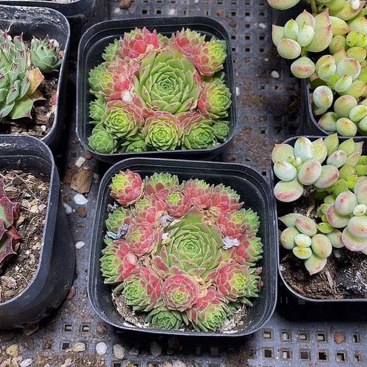 爱德华球带盆土发货