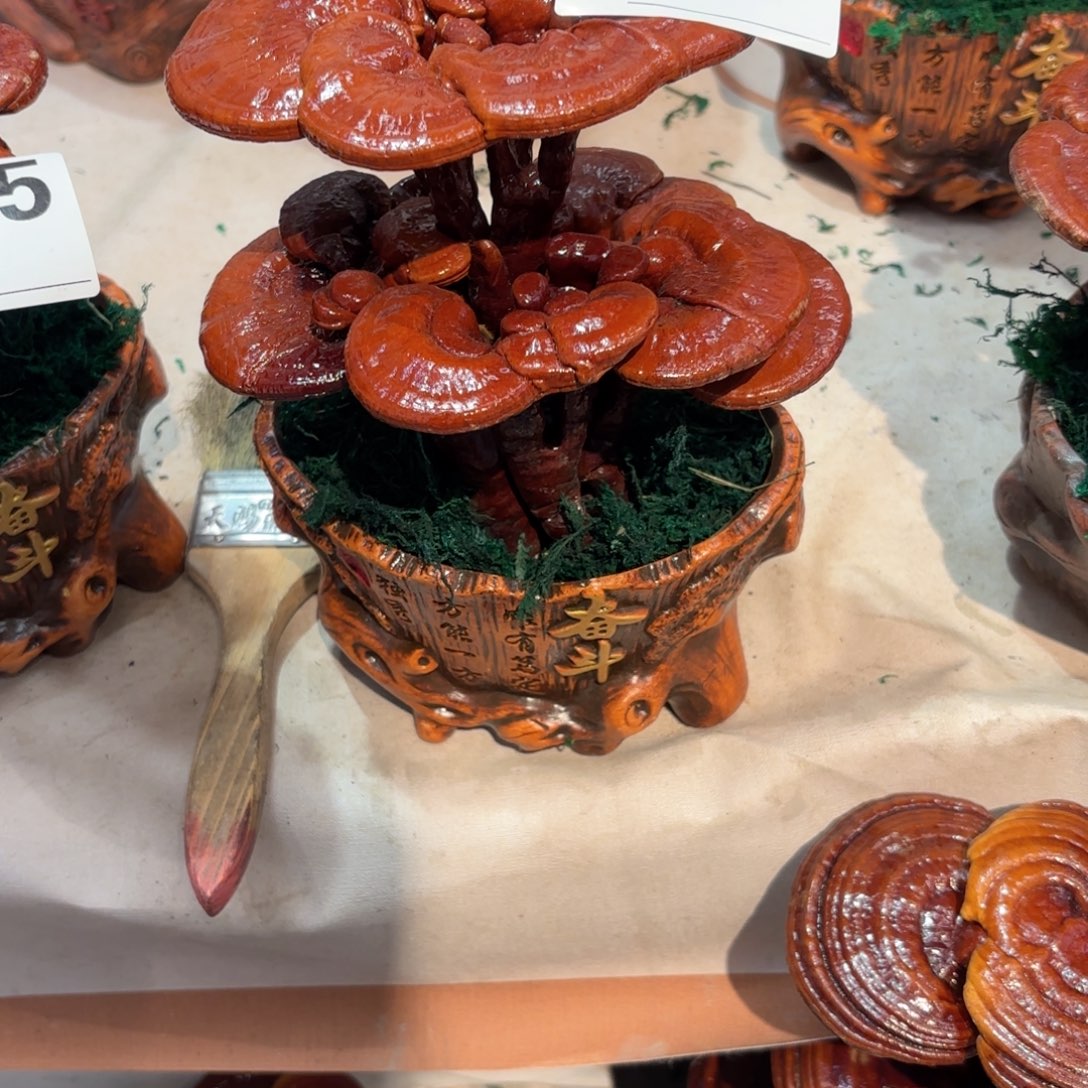 灵芝88888888888888888