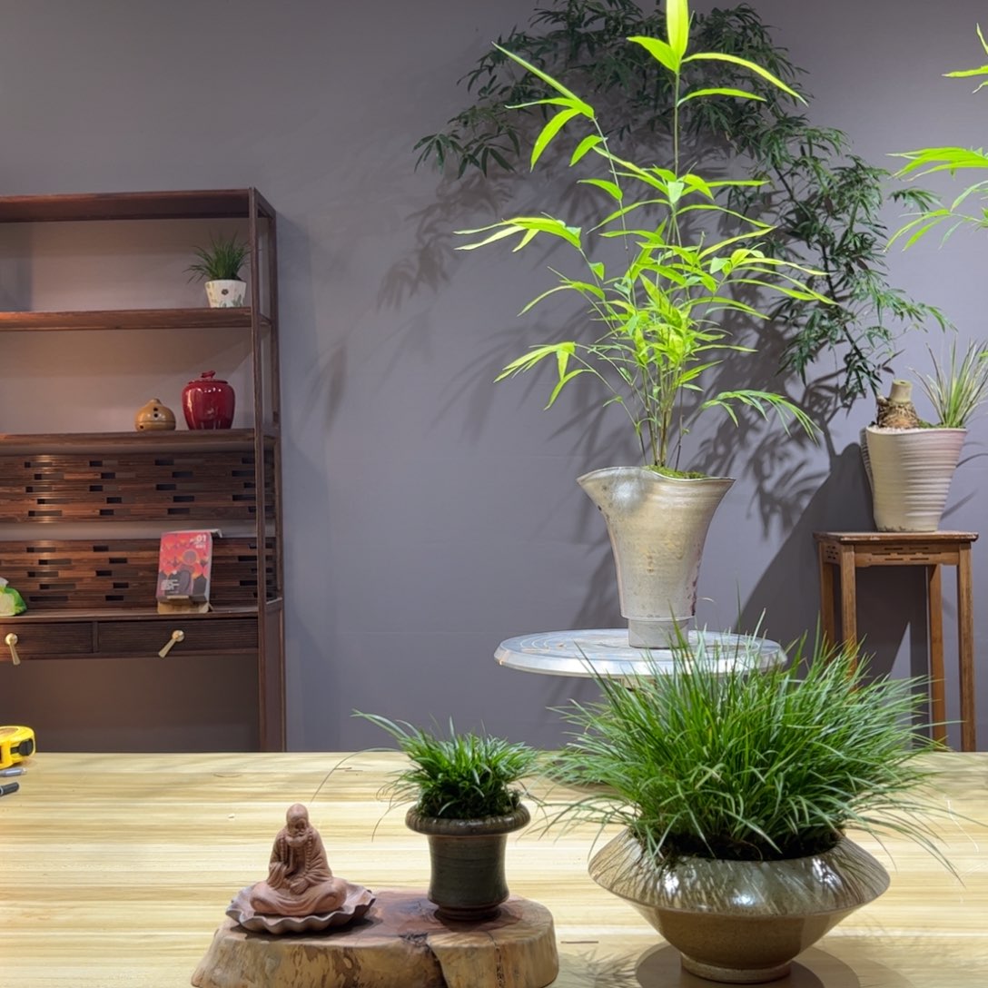 自***生无花朵老桩精品竹盆景作品