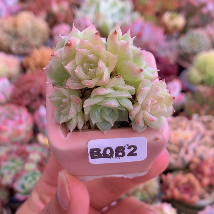 一物一拍含盆土满38包邮B082