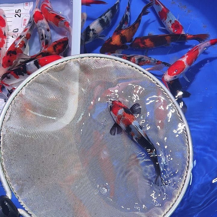 韦***宝海水鱼锦鲤的繁殖和繁殖