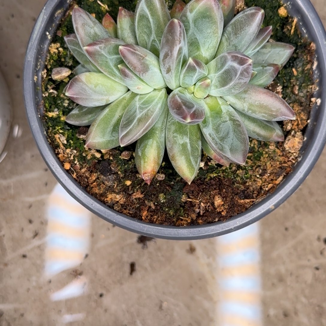 子****四头朵朵多肉植物寄养