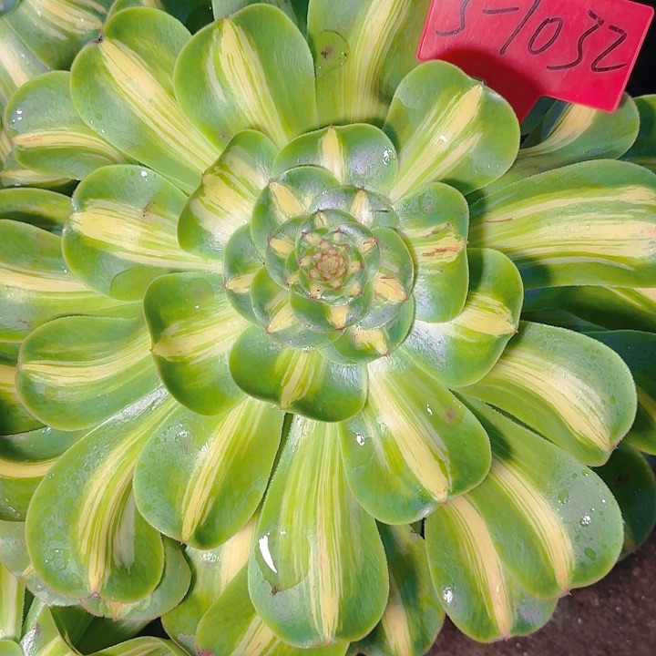 3-1032暴君多肉法师