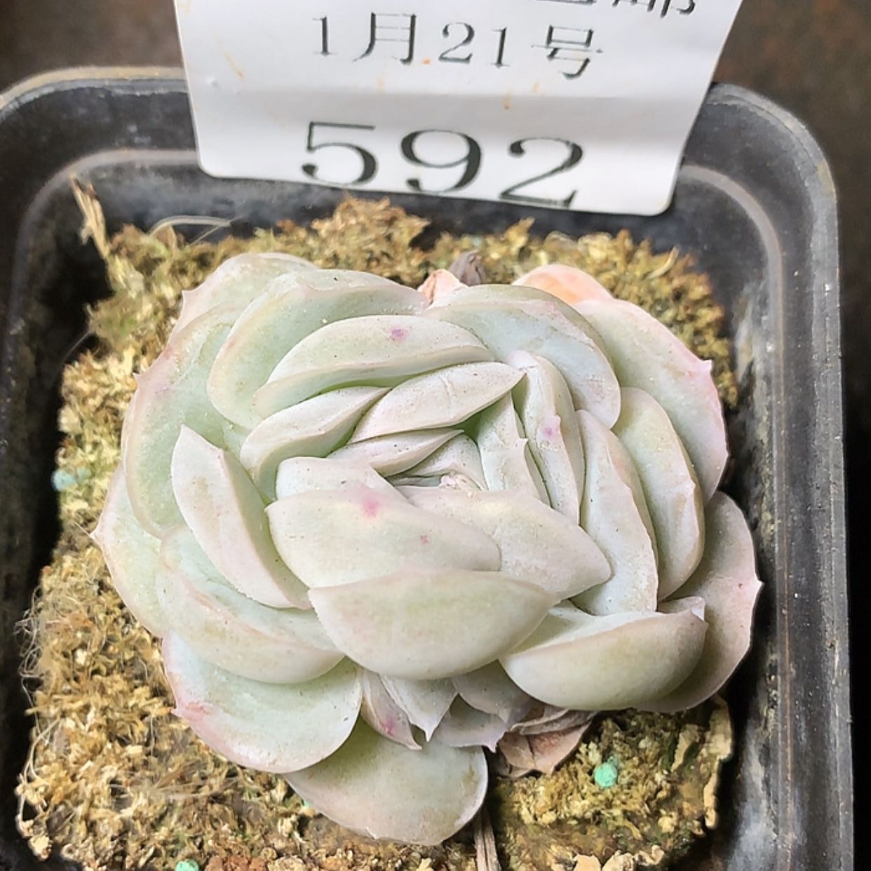 【闪购商品】云592