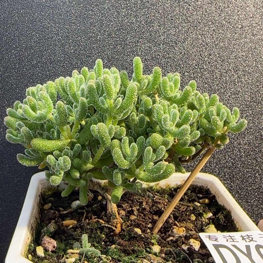 dy0704冰晶白月光直杆三岔