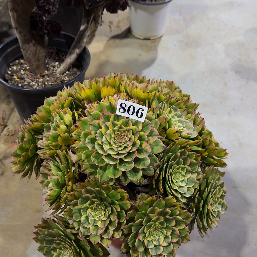 0000806玉兔多肉植物