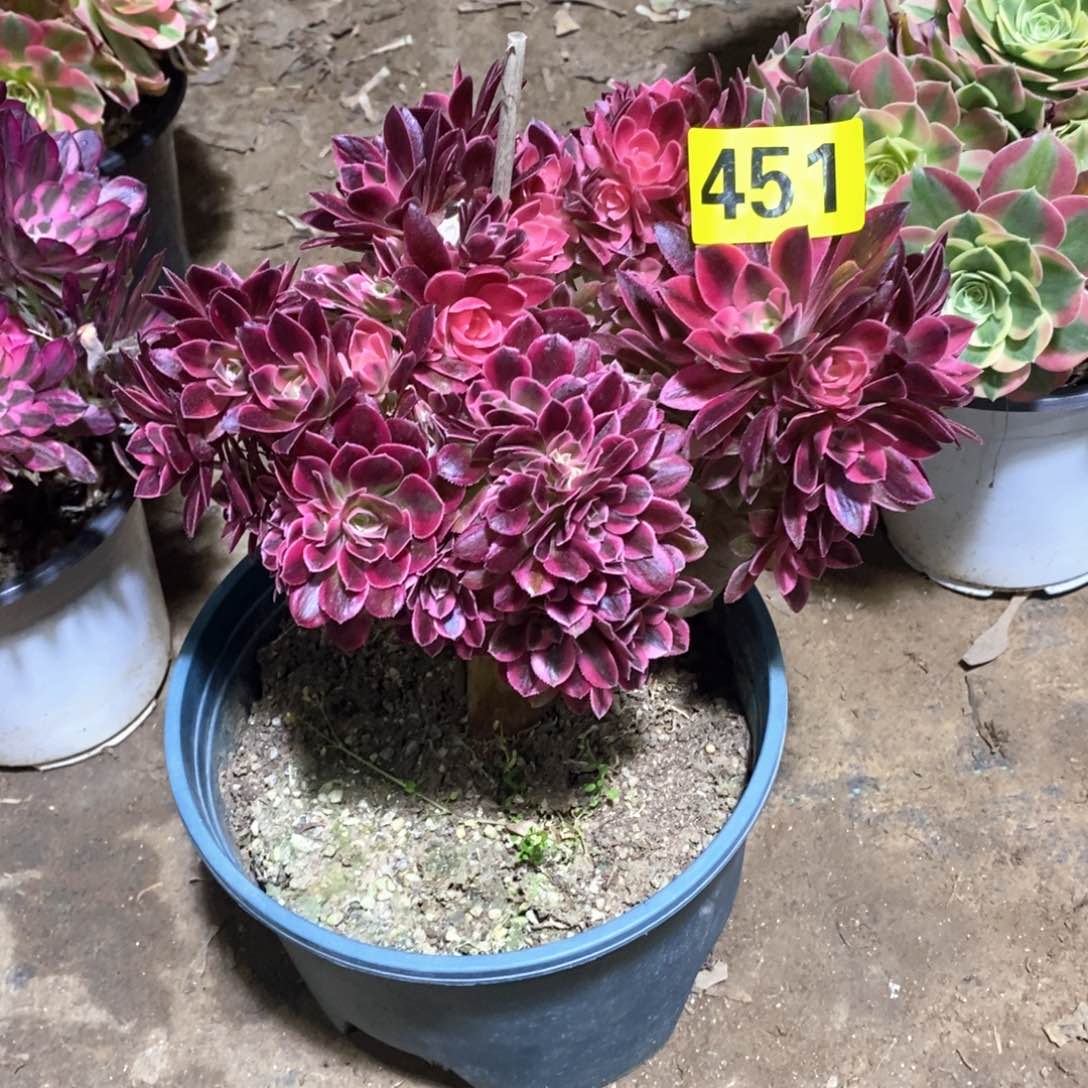 粉女巫朵朵缀451