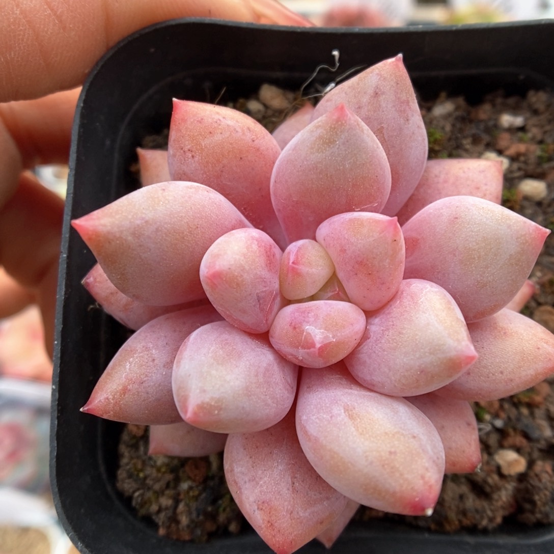 车厘子可拍4819号。  