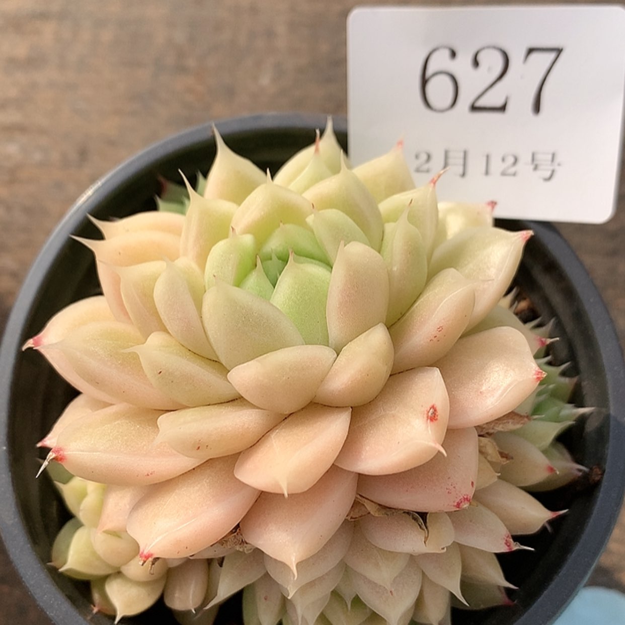 【闪购商品】云627