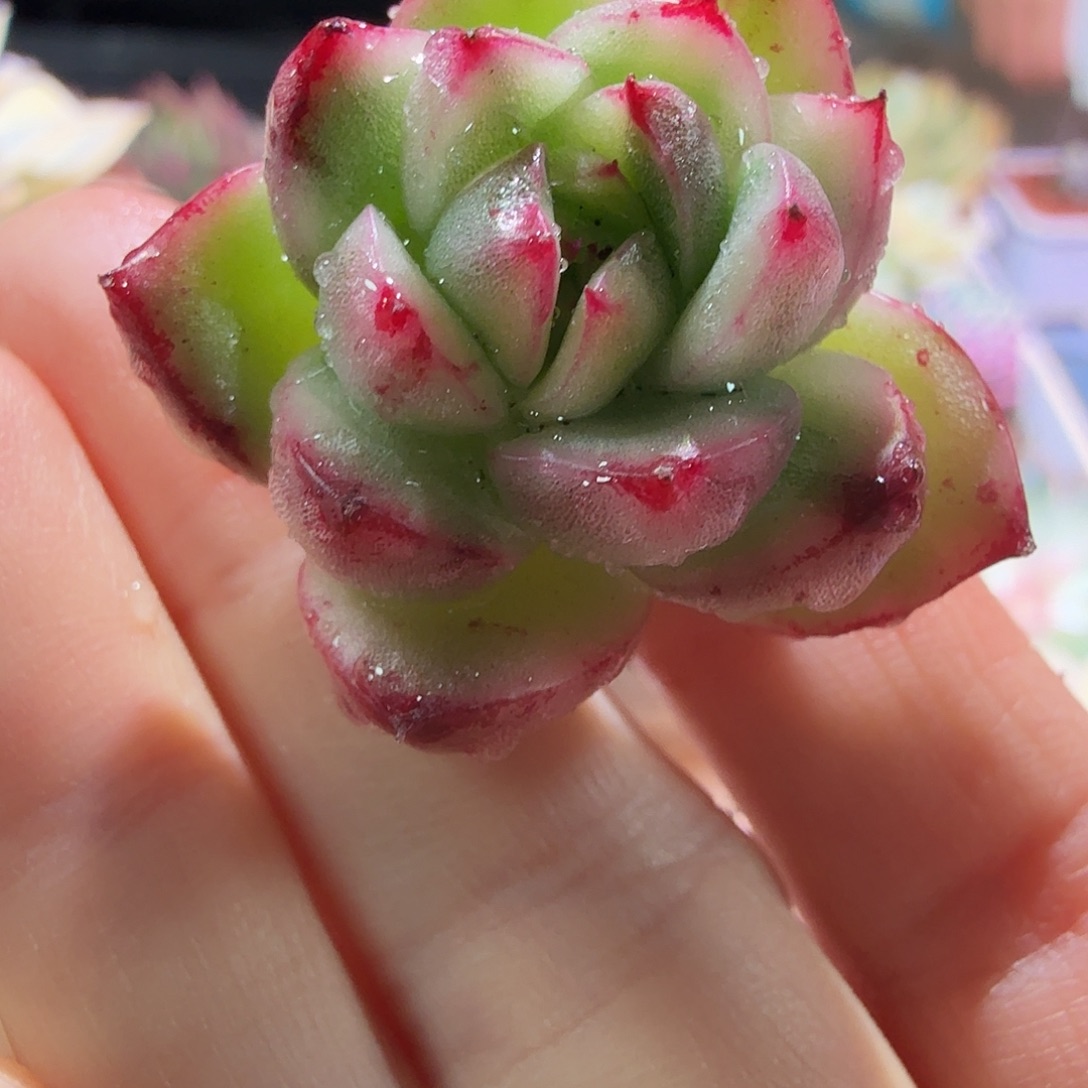 珍妮锦，多肉植物。