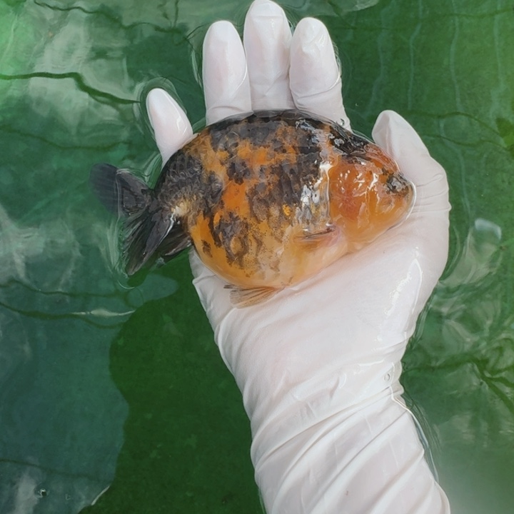 金鱼大体压成兰寿