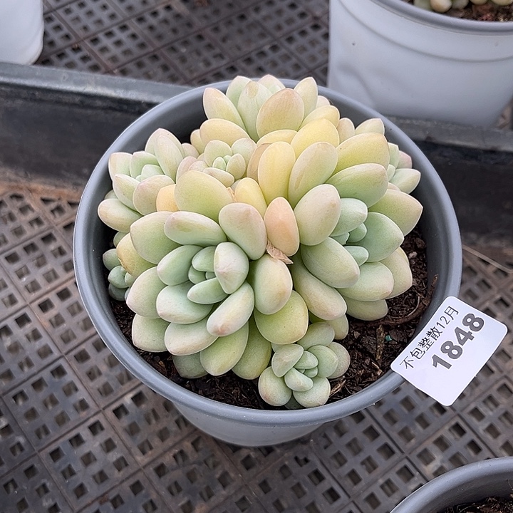 阿雅园艺。     1848泡泡糖