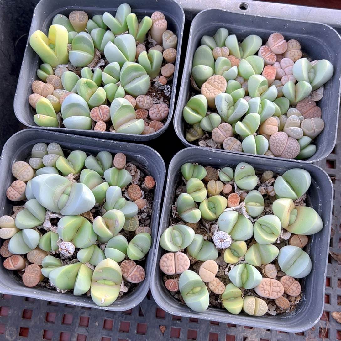 金玲玉玉露多肉多肉一颗