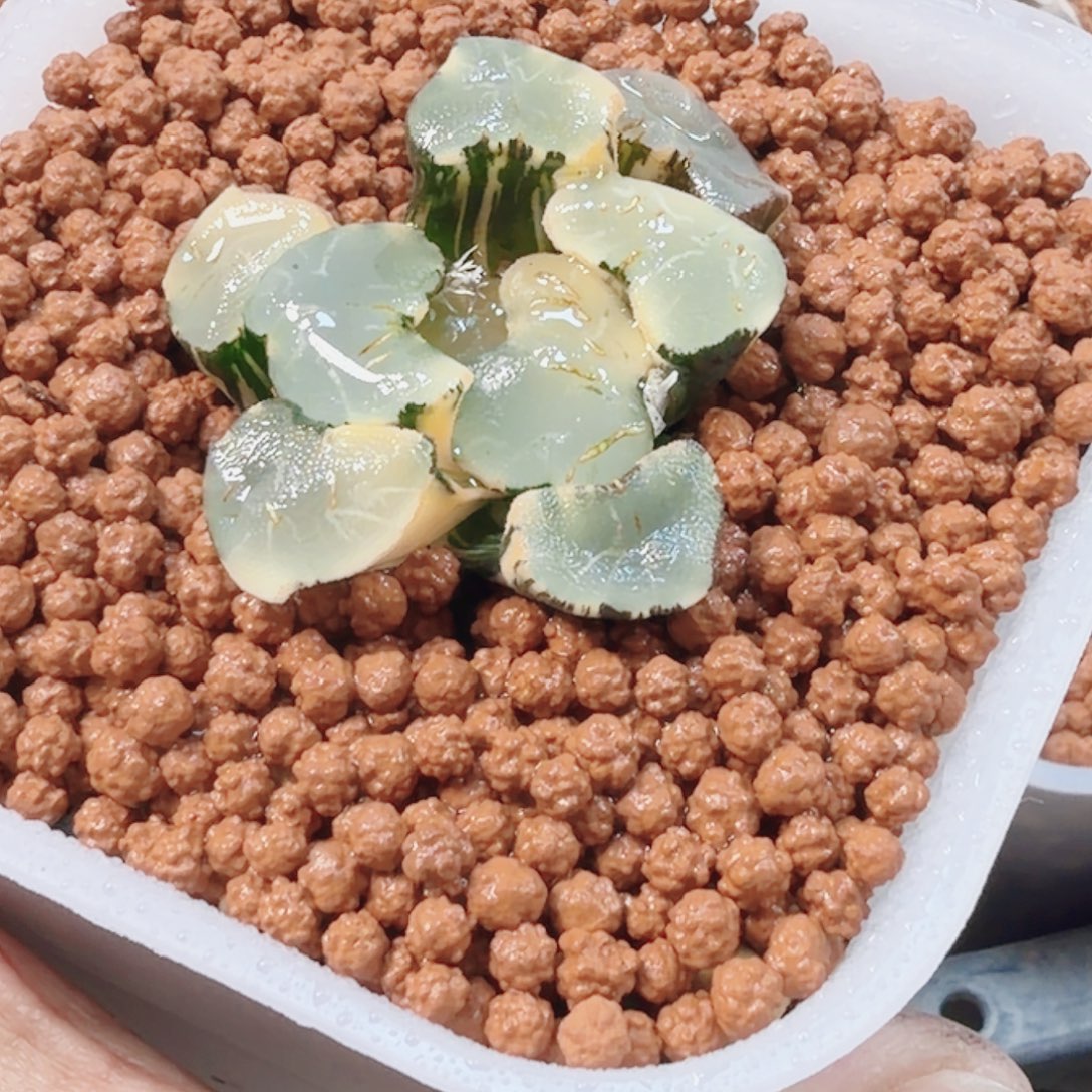 十二卷大明湖巨大窗福利