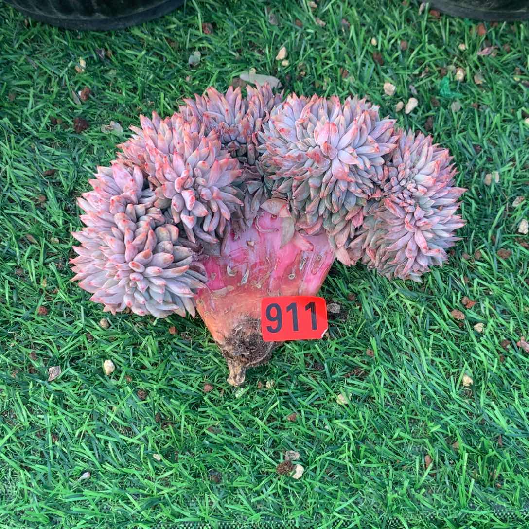 911橙子1111111111111