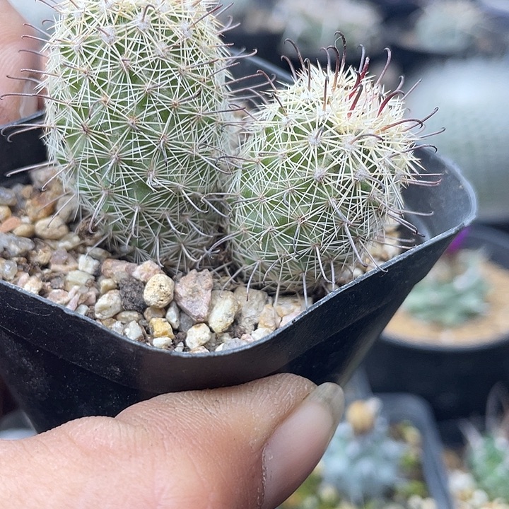 双头福利一颗包邮