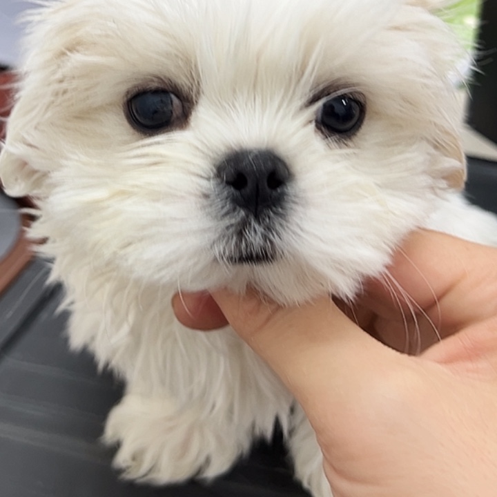 马尔济斯弟弟无瑕疵