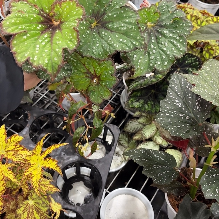 完全开放龙川秋海棠