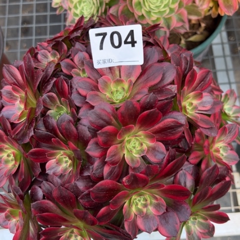 704安娜22厘米左右