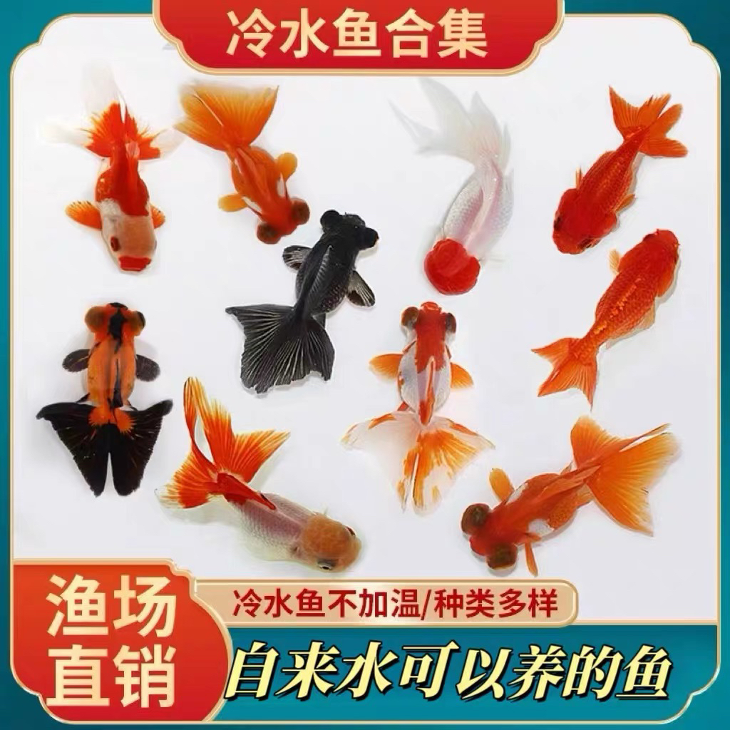 【大金鱼】31条 鸿运当头 狮子头 泰狮等观赏鱼 好养耐活 4-6厘米