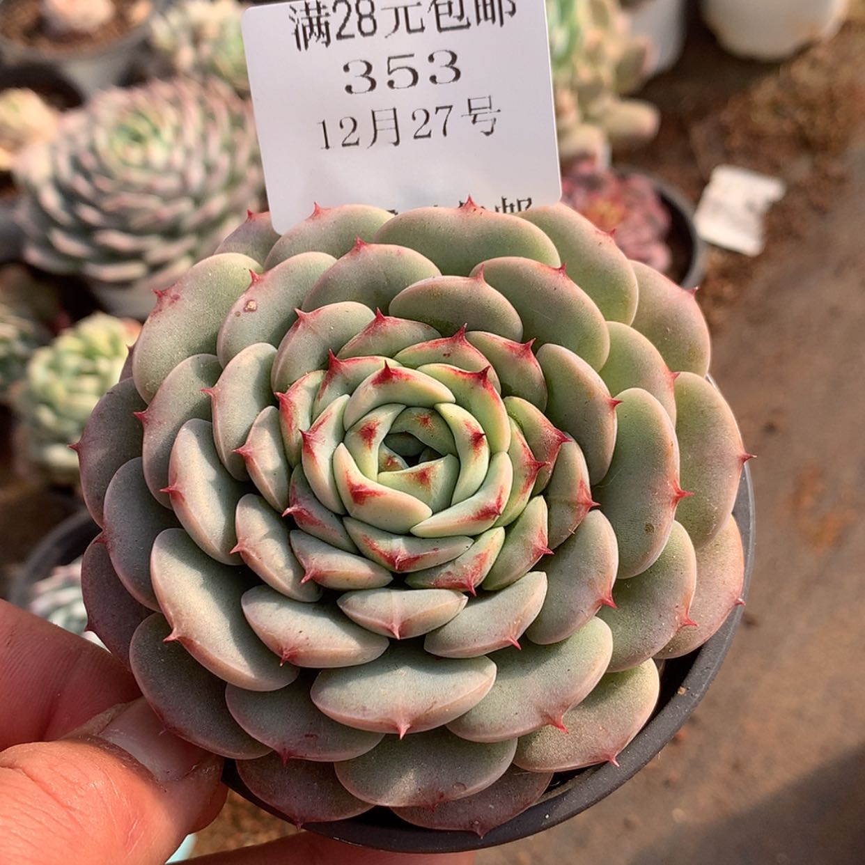 【闪购商品】云353号