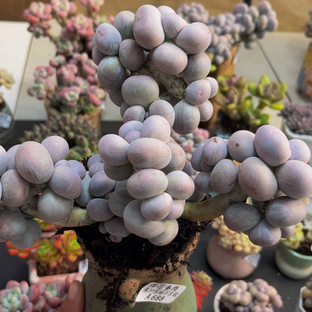 688/18cm芭比奶酪多肉植物