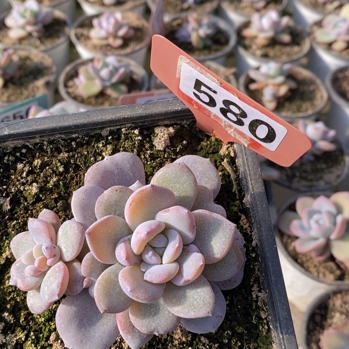 天***梨580奶茶一颗1111111