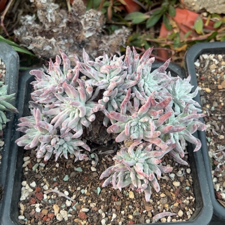835海瑟白菊哈哈哈哈哈哈