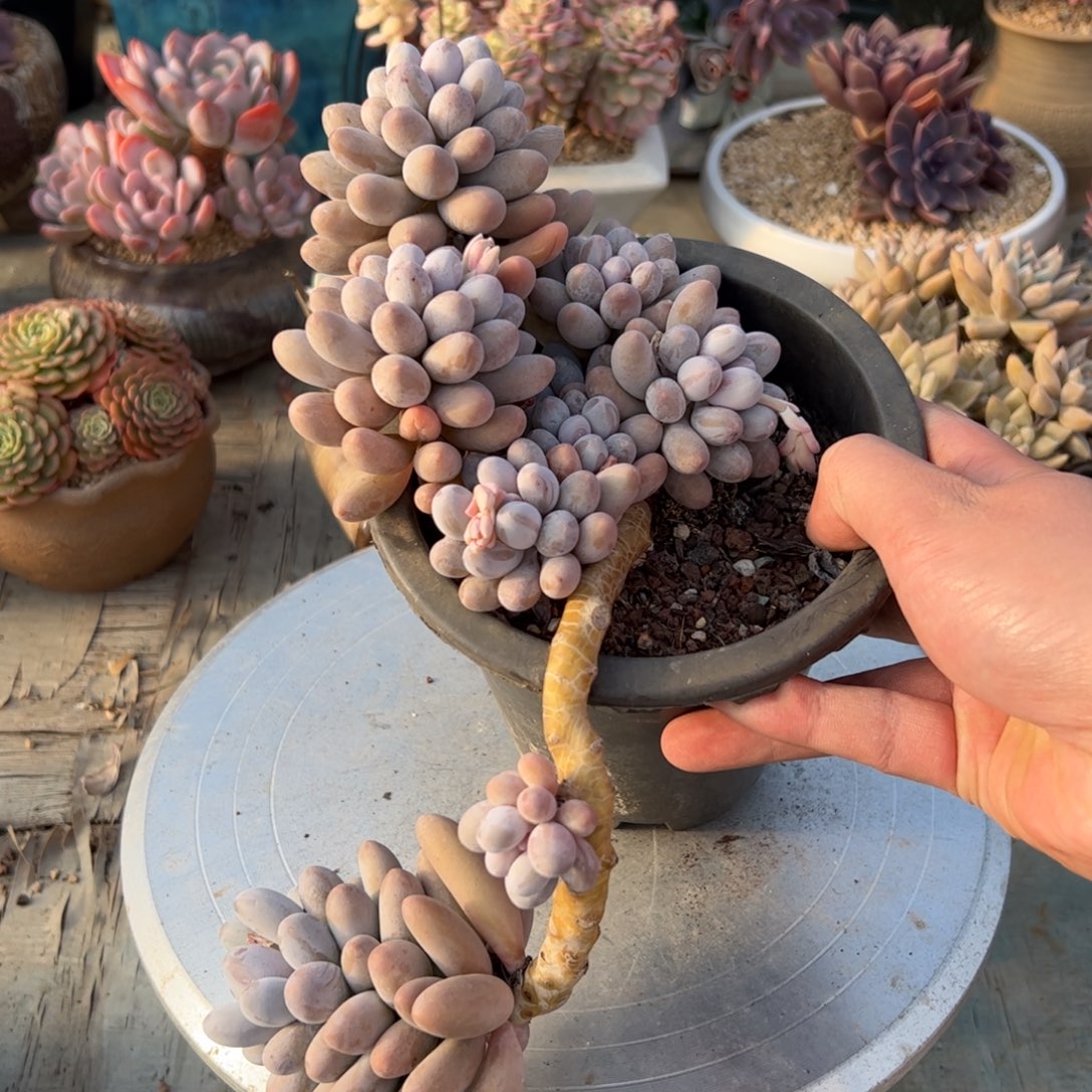 汤圆28 零零多肉植物