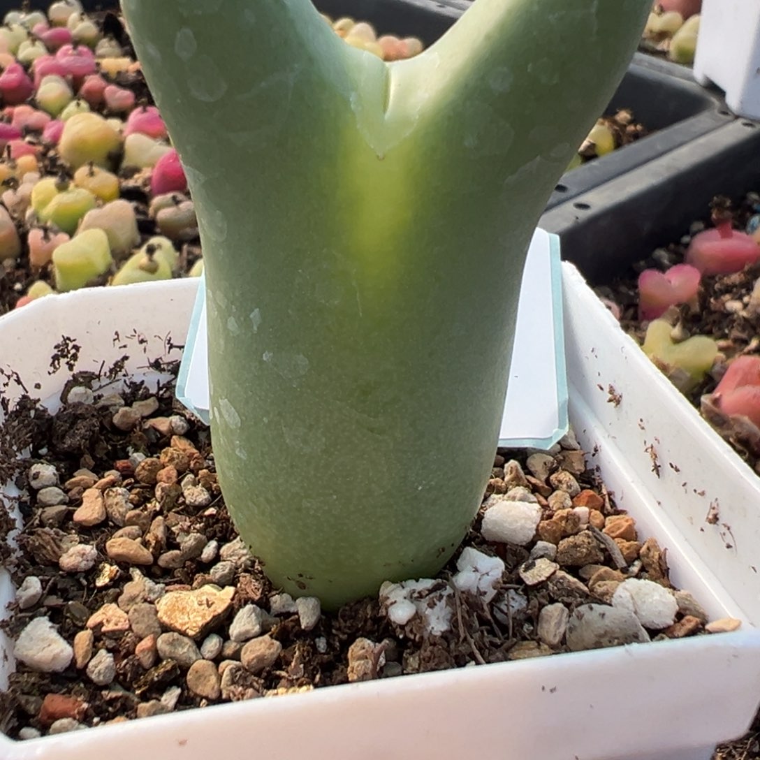 琳***宝29-15肉锥多肉植物
