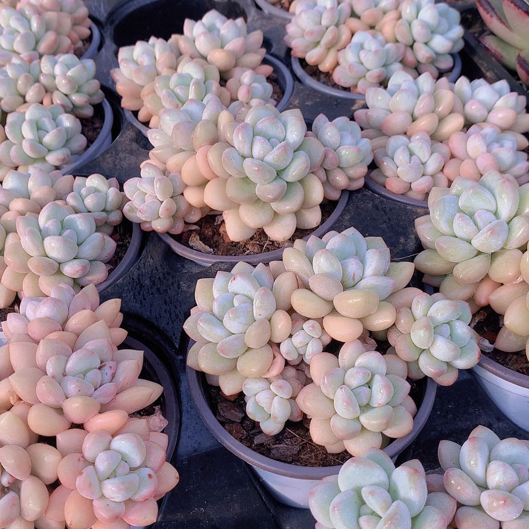 泡泡糖群3567889990000