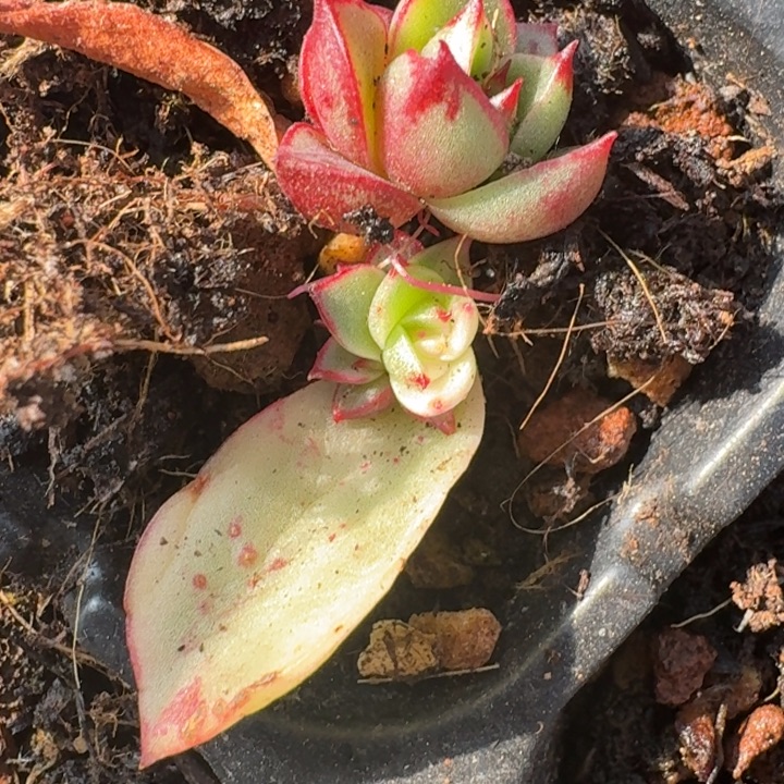 斗牛士锦中斑多肉164