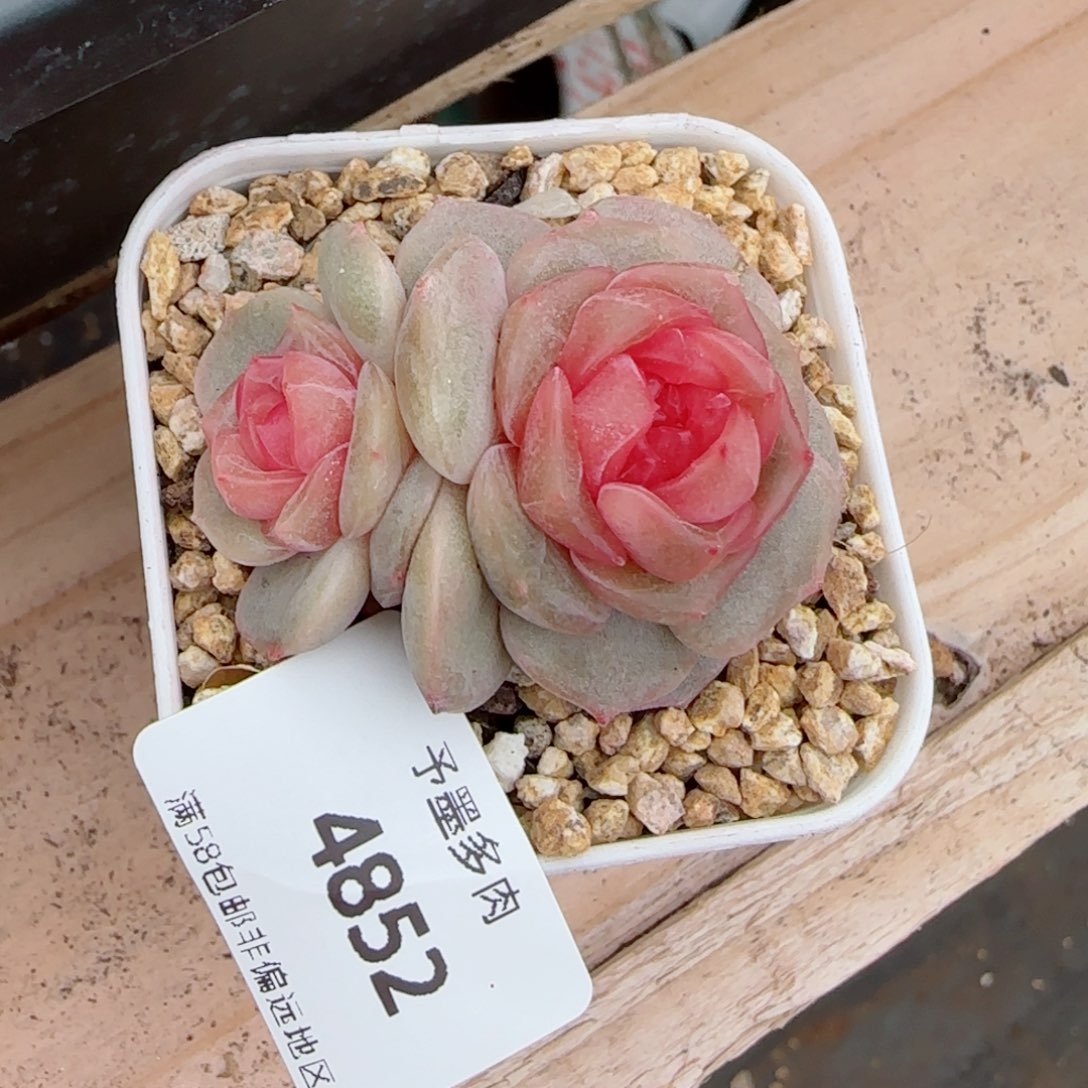 彩恋，4852多肉植物